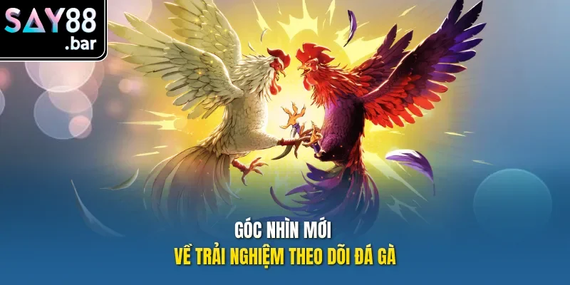 Góc nhìn mới về trải nghiệm theo dõi Đá Gà