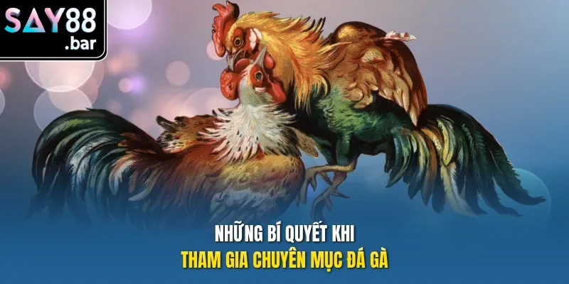 Những bí quyết khi tham gia chuyên mục Đá Gà
